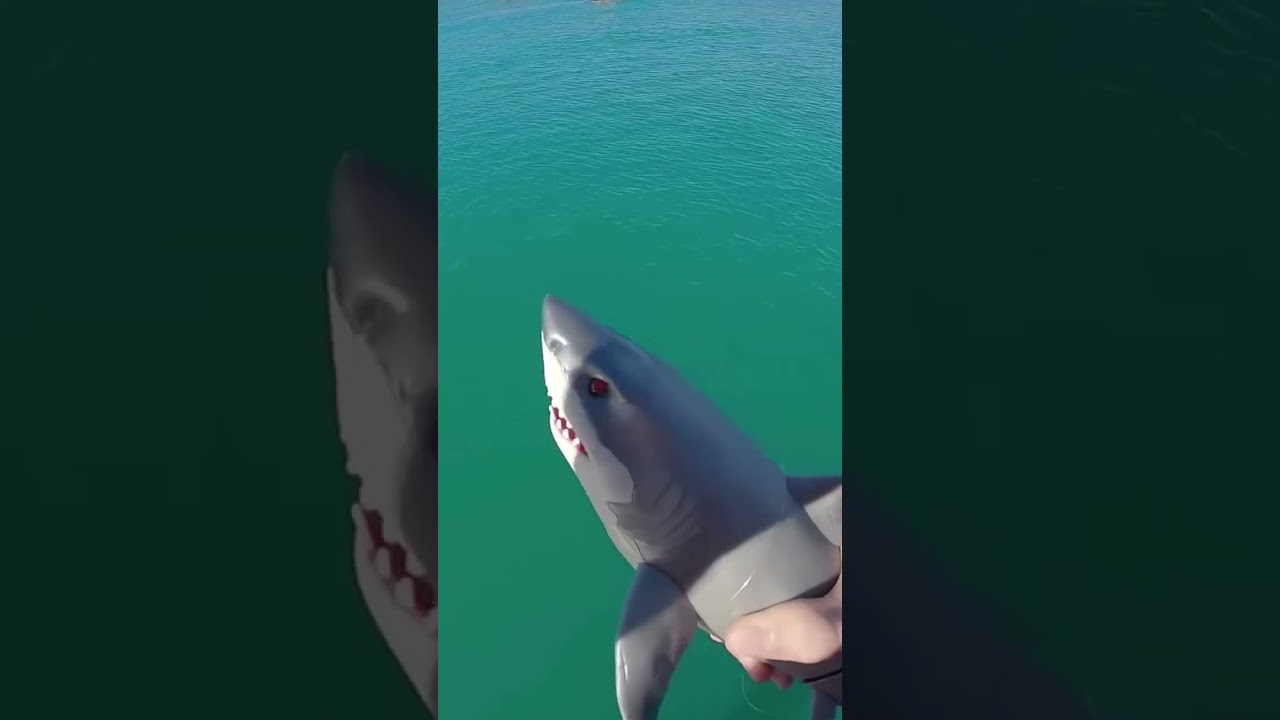 Before & After Animals Growing Up   Amazing Animal Transformation 