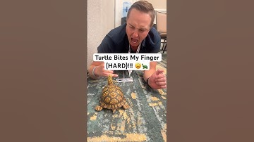 Turtle Bites My Finger (HARD)!!! 😩🐢#shorts #turtle