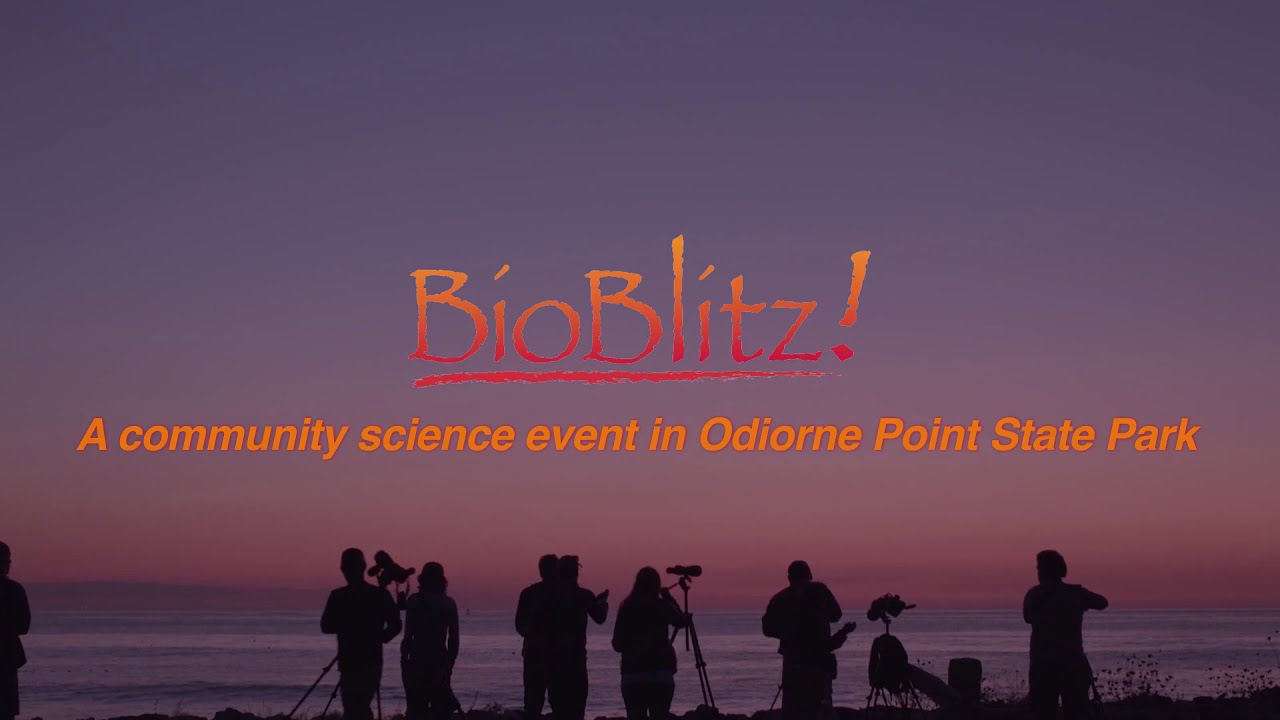 Seacoast Science Center BioBlitz!