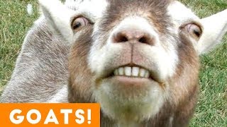 Cutest Goat Compilation 2018 | Funny Pet Videos