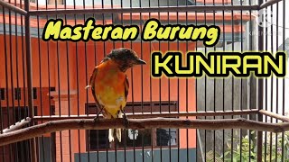 SUARA BURUNG KUNIRAN