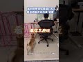 狗狗的搞笑行為