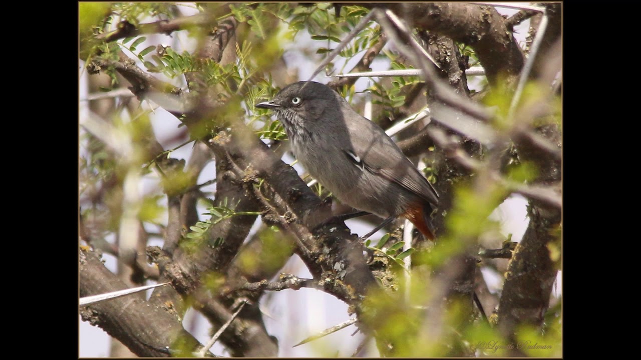 Chestnut vented Tit babbler song 