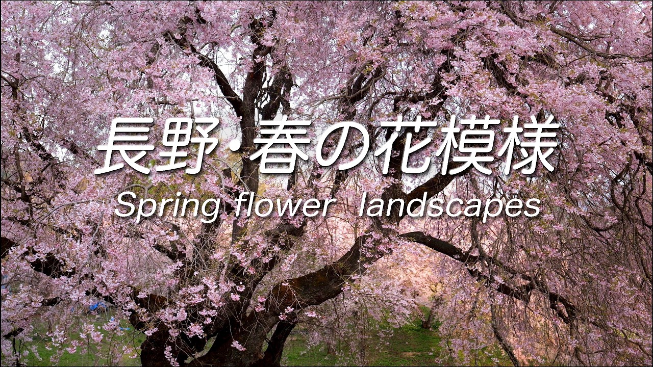 4K】長野・春の花模様 Spring flower landscapes - YouTube