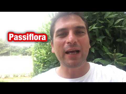 Video: Commestibile Di Passiflora, O Commestibile Di Passiflora