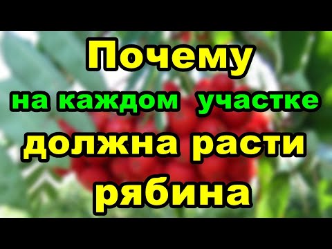 Почему на каждом приусадебном участке должна расти рябина?