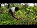 My Farm before Hurricane Mellisa destroyed hanover. How will I survive we need help fast 