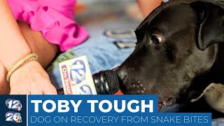 Local dog on the road to recovery after rattlesnake bites