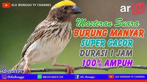 Thumbnail of Masteran Suara Burung Manyar, Durasi 1 jam 100% Ampun dan Cepat Masuk juga Tidak Bikin Stres Burung
