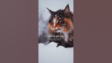 راحه نفسيه القرآن الكريم 🖤❤️🤍🤲