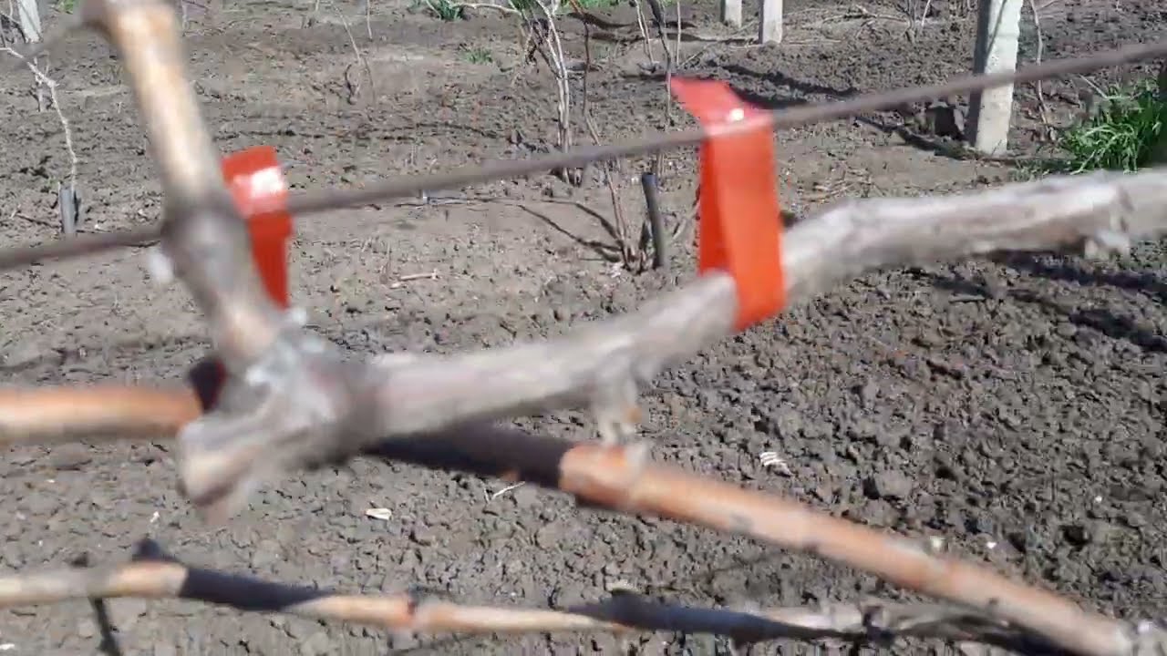 Да, расстояние 1 метр между кустами винограда в ряду