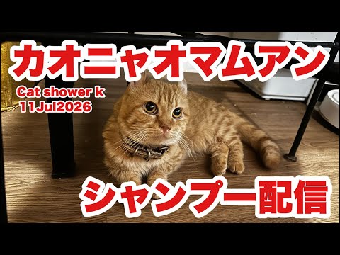 【タイ🇹🇭猫達★LIVE】カオニャオマムアンがシャンプーする配信ほs14:00／11-Jul2026  #cat #neko #猫 #แมว #thailand #bangkok