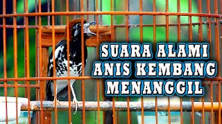ANIS KEMBANG MEMANGGIL SUARA ALAMI SANGAT AMPUH UNTUK PANCINGAN AK AGAR GACOR #pancingananiskembang