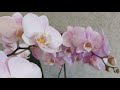 Орхидея "Беременна в 16" 🤣 или "Бешеная мать" Украина, Днепр