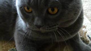 BoNzo - Relaxing Cat (Одинокий Британец приглашает невест) BoNzo - Relaxing Cat (Одинокий Британец приглашает невест)
