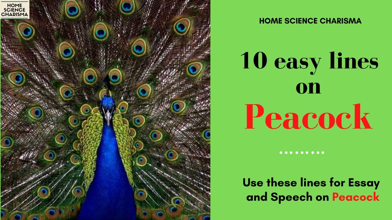 peacock easy essay in english