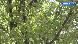 Pollen count, allergist visits way up