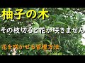 柚子の木その枝切ると花が咲かない件について解説します(対処法や隔年結果、管理方法お伝えします)