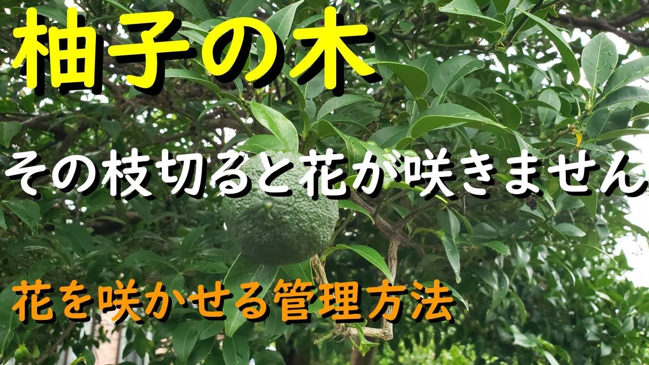 柚子の木その枝切ると花が咲かない件について解説します（対処法や隔年結果、管理方法お伝えします） - YouTube