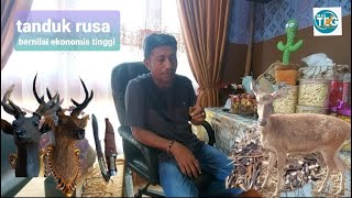 Deer Antlers  Merauke Deer