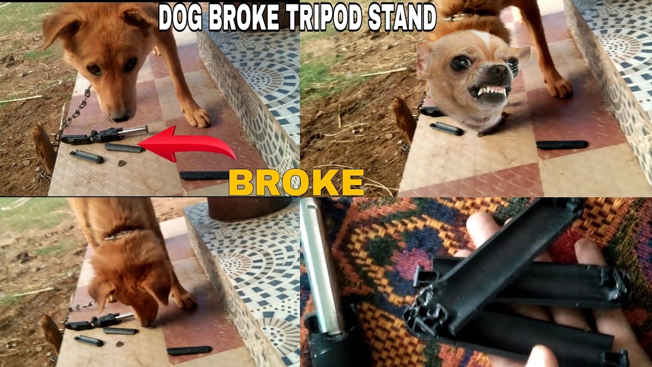 Dog broke my tripod stand 💔 Kutta ne tripod stand tod diya 450 ka