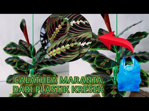 Video: Calathea ja Maranta Erot: Kasvatanko Marantaa vai Calatheaa