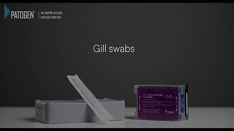 How to carry out swabbing of gill arches - updated version