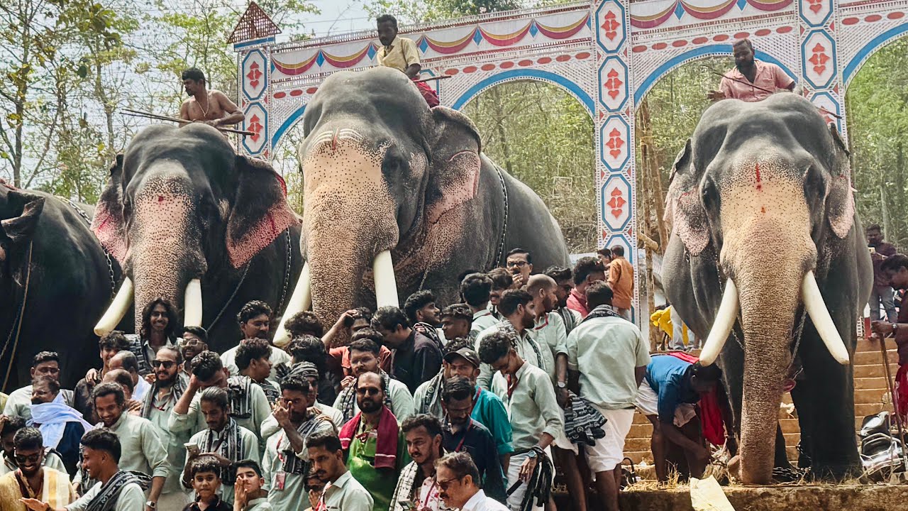 ഉത്രാളിക്കാവ് പൂരം കുമരനെല്ലൂർ ദേശത്തിന് ദാമോദരദാസ് രവി കൃഷ്ണൻ ദേവദാസ് ആനകൾ പങ്കെടുത്തത്