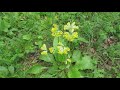 Примула лесная. Польза и применение. Primula forest