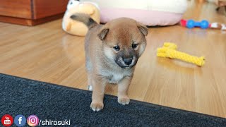 Potat Used Tackle Its Super Effective