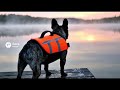犬が尻尾を振る理由　#犬 #雑学 #柴犬 