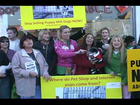 No Christmas For Puppy Mill Dogs