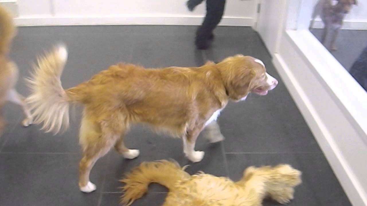 Daycare 1 Laika, Huxley & Copper YouTube