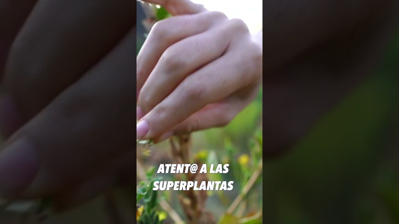 Super Plantas *La Onagra