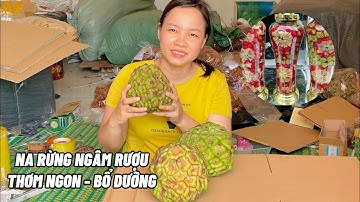 Na rừng ngâm rượu rất thơm ngon bổ dưỡng tốt cho cơ thể