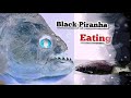 Black piranha eating salmon serrasalmus rhombeus peru