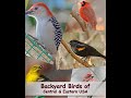 Identify Your Common Backyard Birds (Central & Eastern USA)