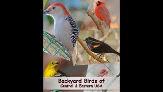 This video enables identification of selected backyard feeder birds in
the central and eastern usa. all still photos footage were taken
auburn, ...