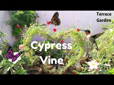Video: Cypress Vine Info - How To Care For Cypress Vines