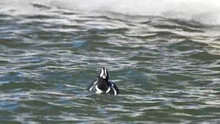 A North American Harlequin duck dives with its Common Goldeneye hen friend while a Mallard swims by
