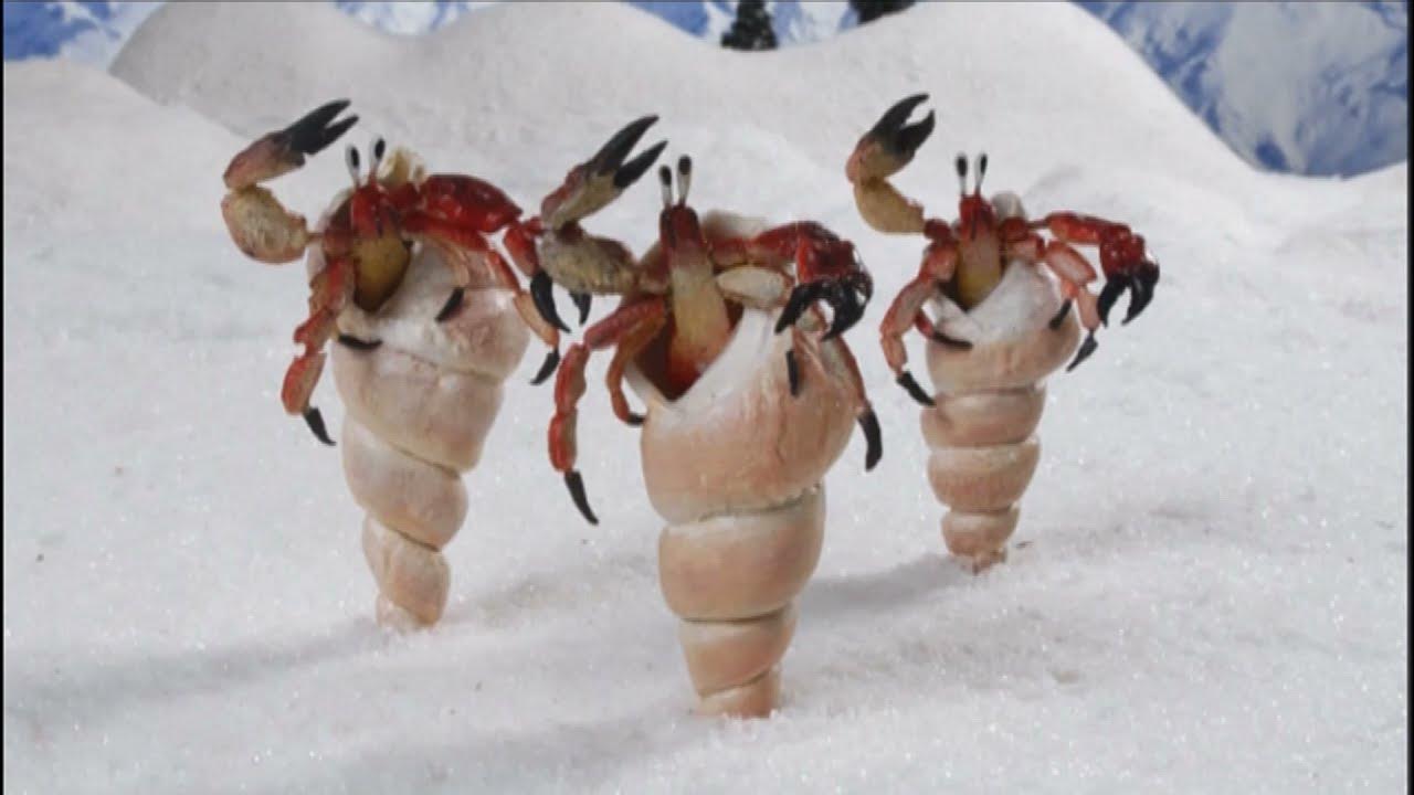 Incidenti con Animali! Sci estremo video divertenti Corti Stop Motion