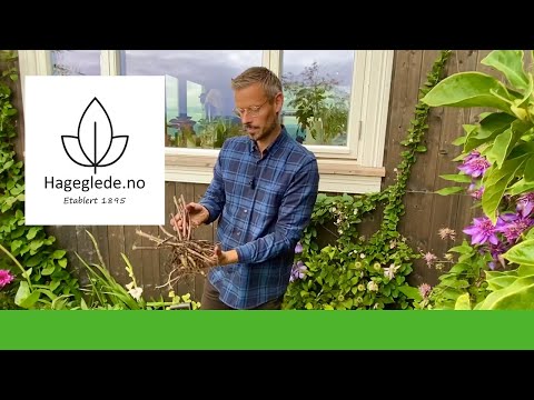 Video: Når grave og hvordan lagre gladioler? Tips fra erfarne gartnere