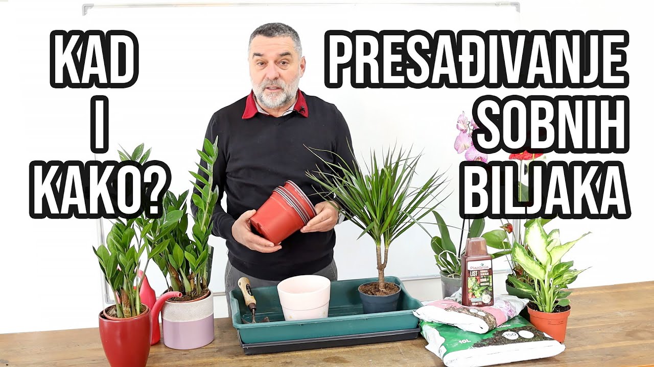 Presađivanje sobnih biljaka - kad i kako?