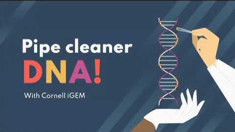 Model DNA with Pipe Cleaners!