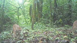 Pumas en Finca Sensoria, Rincón de la Vieja.