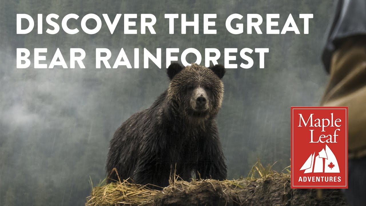 Great Bear Rainforest film by Coastline Films for Maple Leaf Adventures