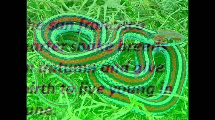 san francisco garter snake
