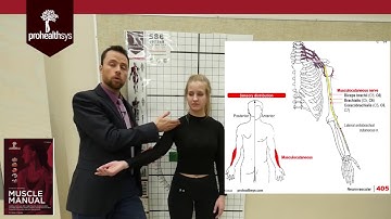 Exam Review Median Ulnar Radial Axillary Musculocut  Nerve Pathways Dr  Vizniak