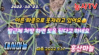 2022년 10월 23일 마늘 웃자람 방지로  부리오와 뿌리발근제 엽면시비했습니다. [농사TV]