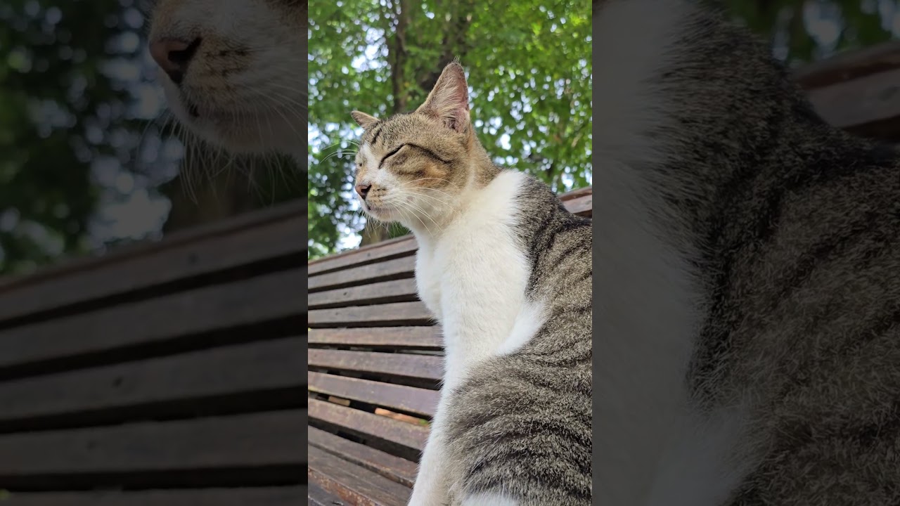 Looking for Friends, Meow Only 😼 